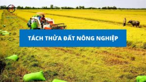 Điều kiện, thủ tục tách thửa đất nông nghiệp 2023