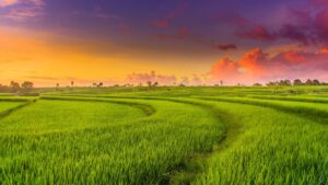 Đất trồng lúa có thế chấp ngân hàng được hay không