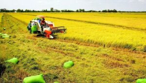 Mức phạt đối với hành vi sử dụng đất trồng lúa không đúng mục đích 2023